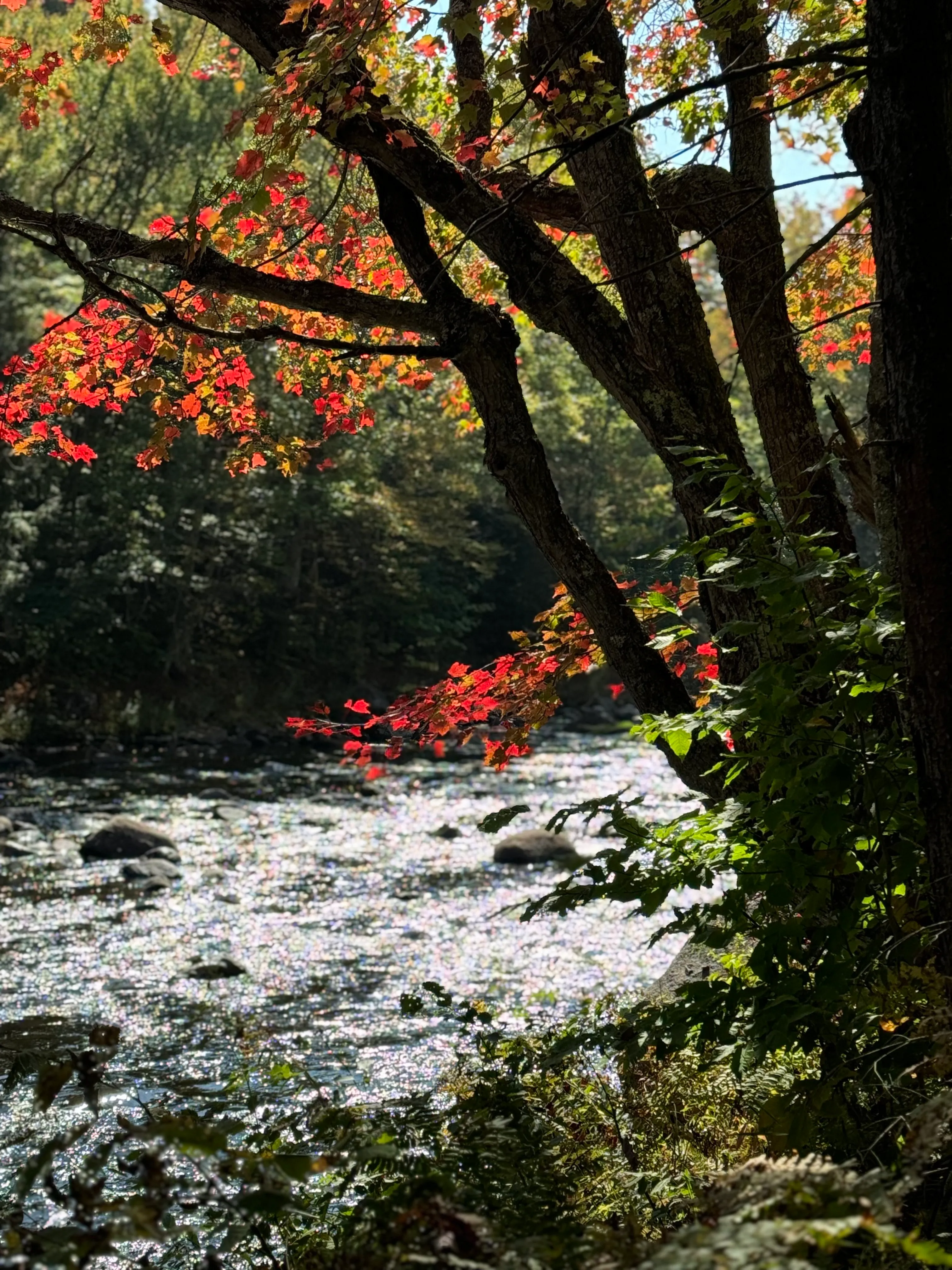 A clear Adirondack stream with a maple branch full of red autumn leaves overhanging the rocky bank.