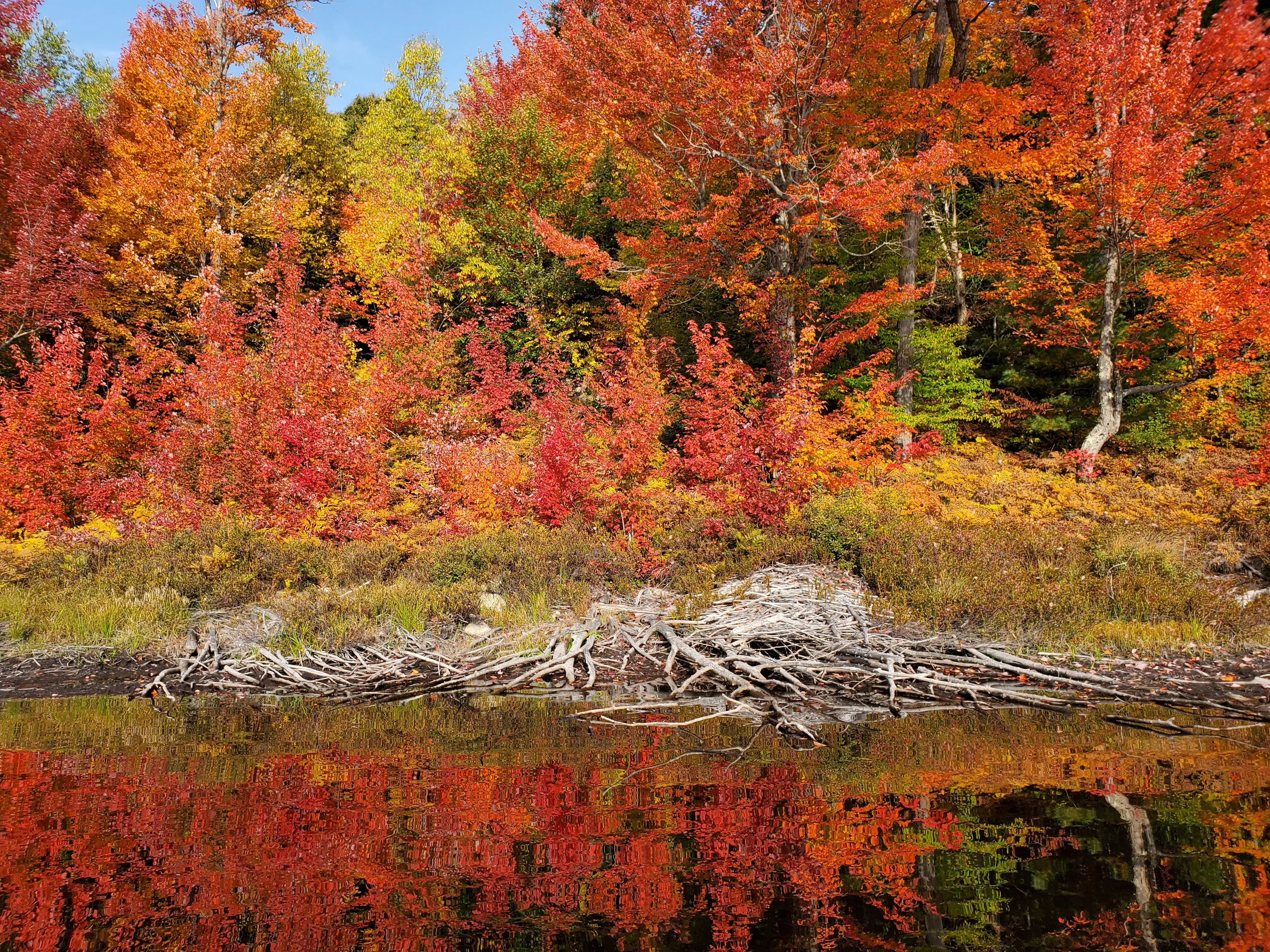 A wall of brilliant red and orange fall maples reflected in the still water of an Adirondack pond, with a beaver dam visible at the waterline.