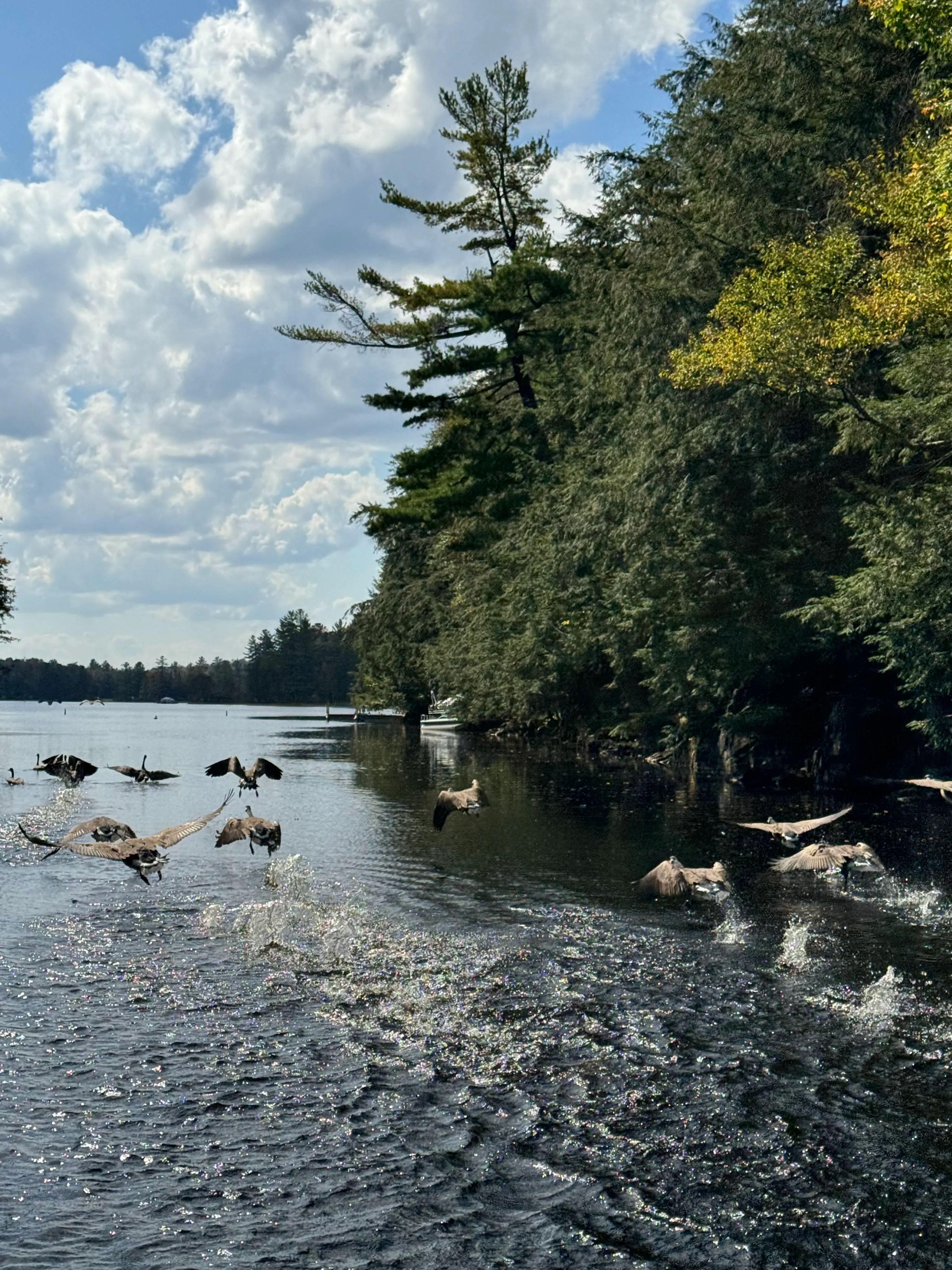 A flock of Canada geese taking flight off the surface of Cranberry Lake, with pine-lined shore behind.